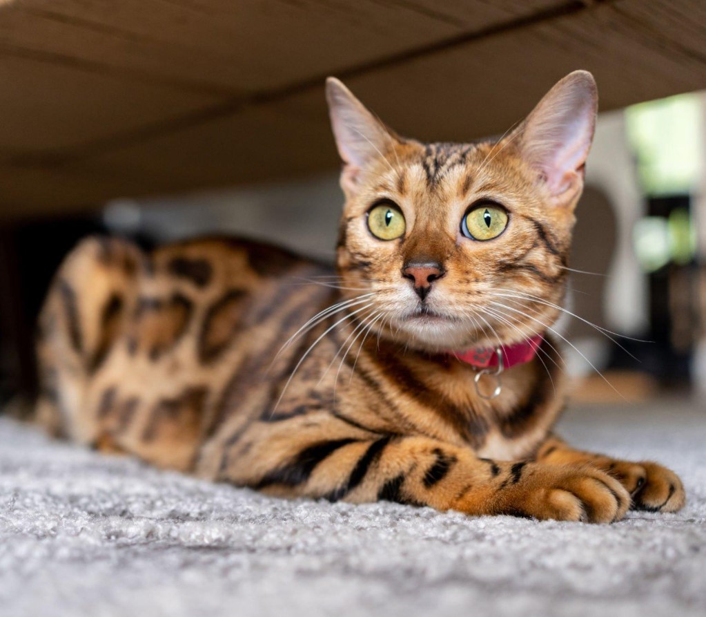 8 Best Hypoallergenic Cat Breed for Allergies (of 2023) 4 Bengal Cat